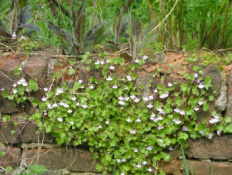 Cymbalaria muralisMuurleeuwebek bestellen